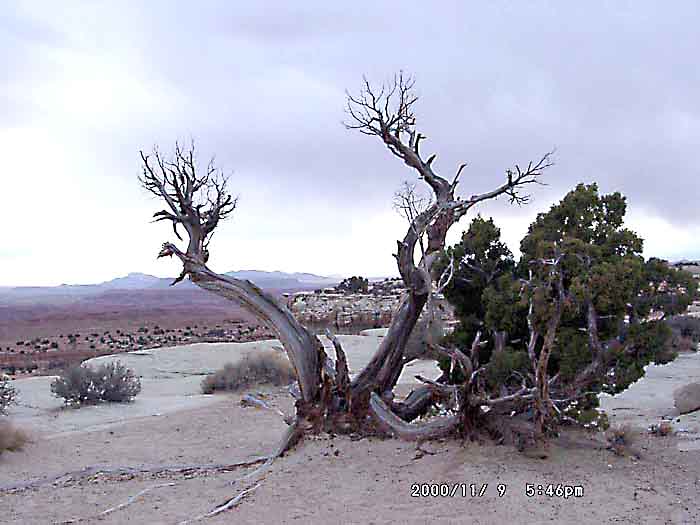 Image of 11090026.jpg